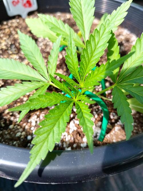 Sleepy Joe Grow. Week 5