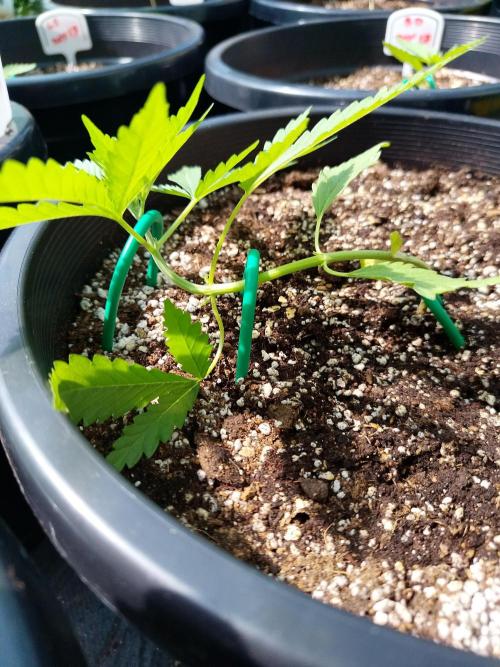Sleepy Joe Grow. Week 5