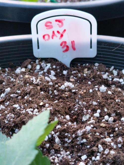 Sleepy Joe Grow. Week 5