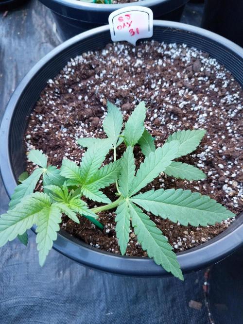 Sleepy Joe Grow. Week 5