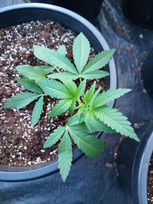 Sleepy Joe Grow. Week 5