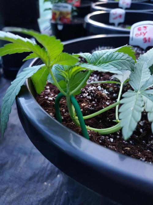 Sleepy Joe Grow. Week 5