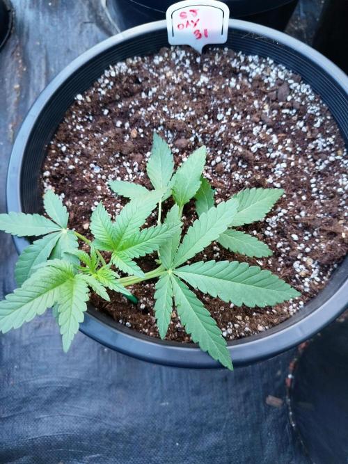Sleepy Joe Grow. Week 5