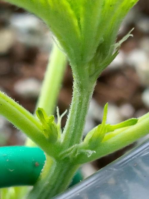 GreenhouseGrows-s4w