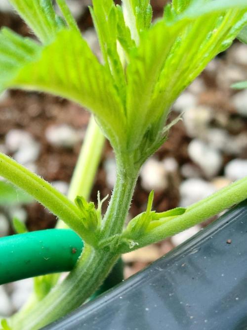 GreenhouseGrows-s4w
