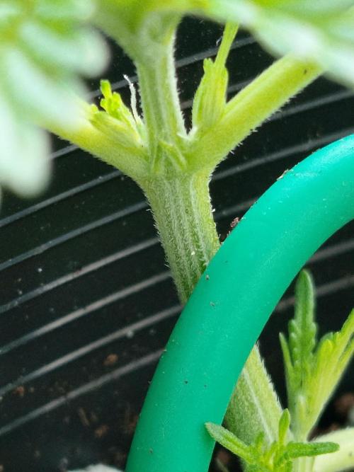 GreenhouseGrows-s4w