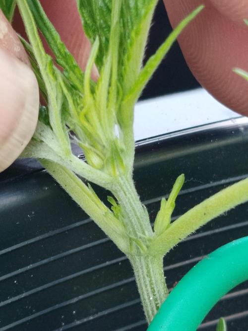 GreenhouseGrows-s4w