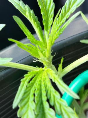 Comment by GreenhouseGrows-s4w photo #4