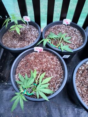 Comment by GreenhouseGrows-s4w photo #5