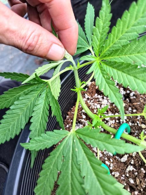 Sleepy Joe Grow. Week 6