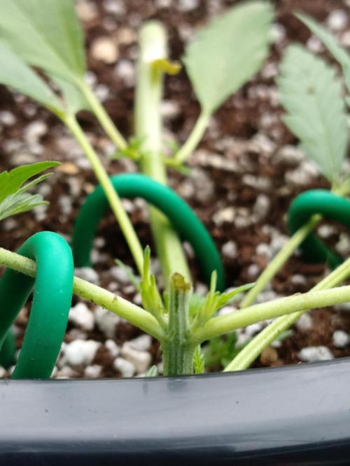 Sleepy Joe Grow. Week 6