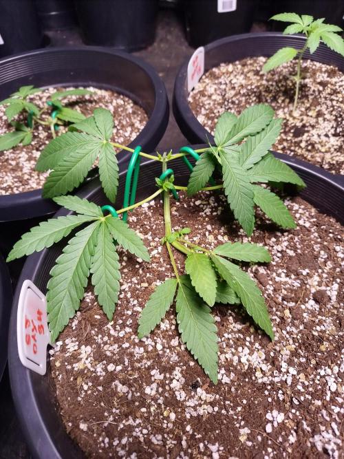 Sleepy Joe Grow. Week 6
