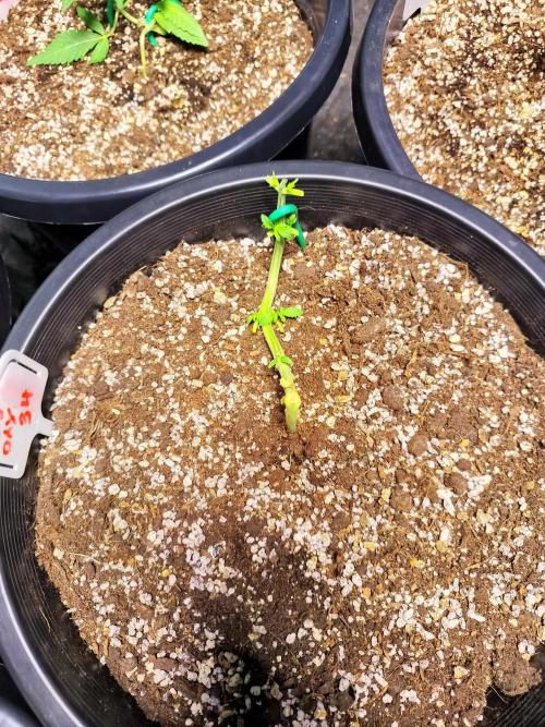 Sleepy Joe Grow. Week 6