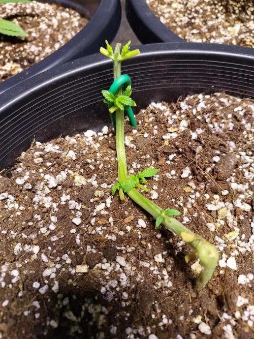Sleepy Joe Grow. Week 6