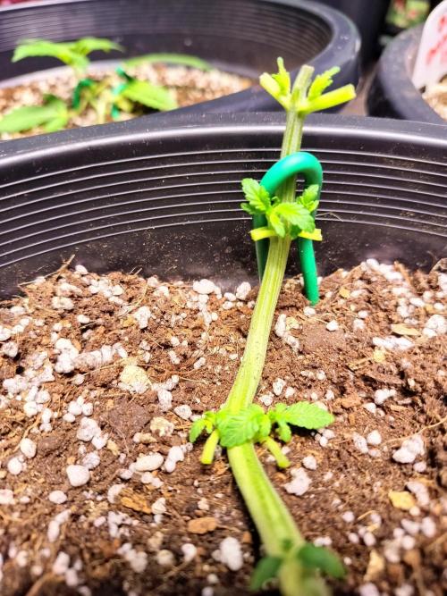 Sleepy Joe Grow. Week 6