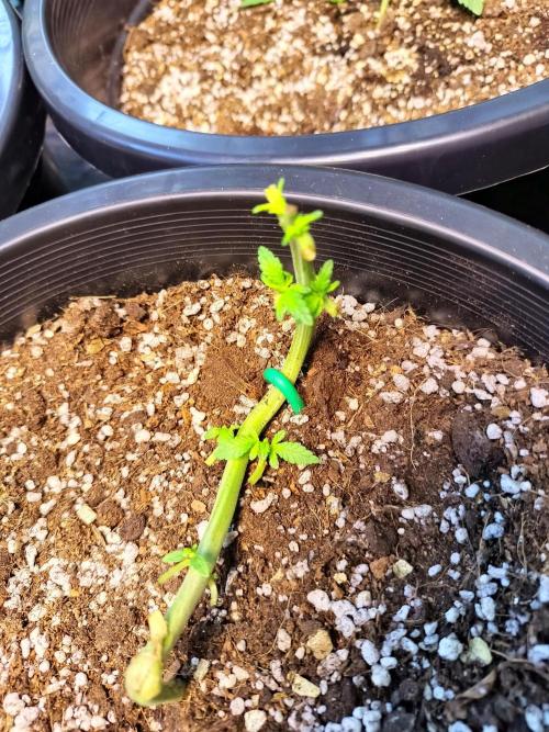 Sleepy Joe Grow. Week 6
