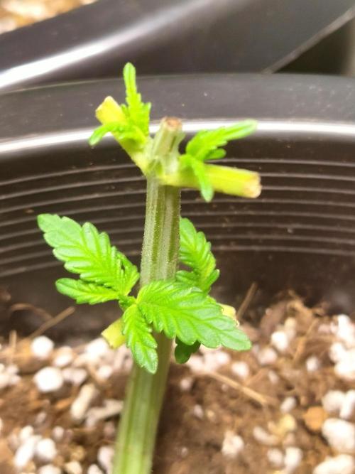 Sleepy Joe Grow. Week 6