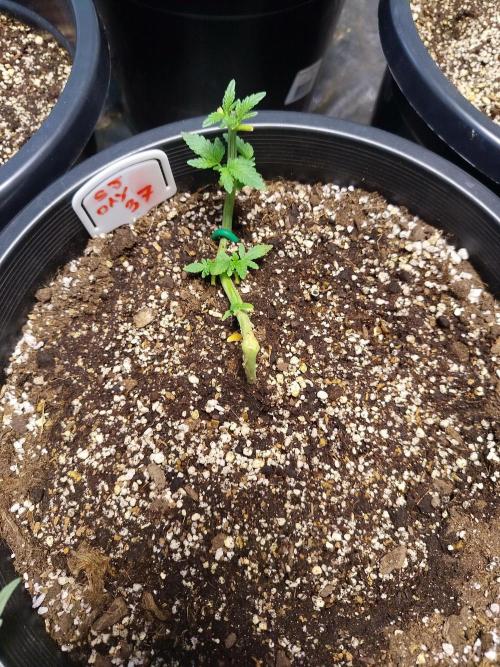 Sleepy Joe Grow. Week 6