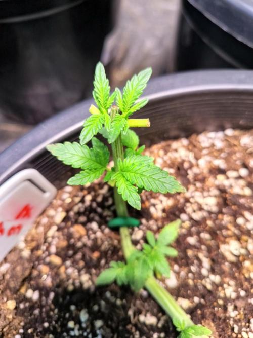 Sleepy Joe Grow. Week 6