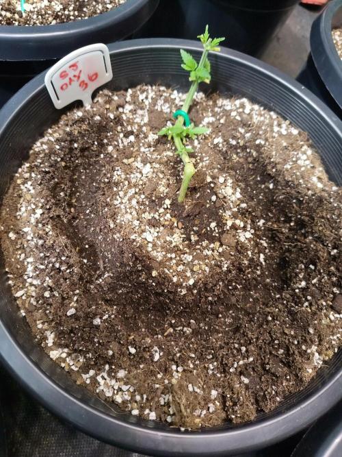 Sleepy Joe Grow. Week 6