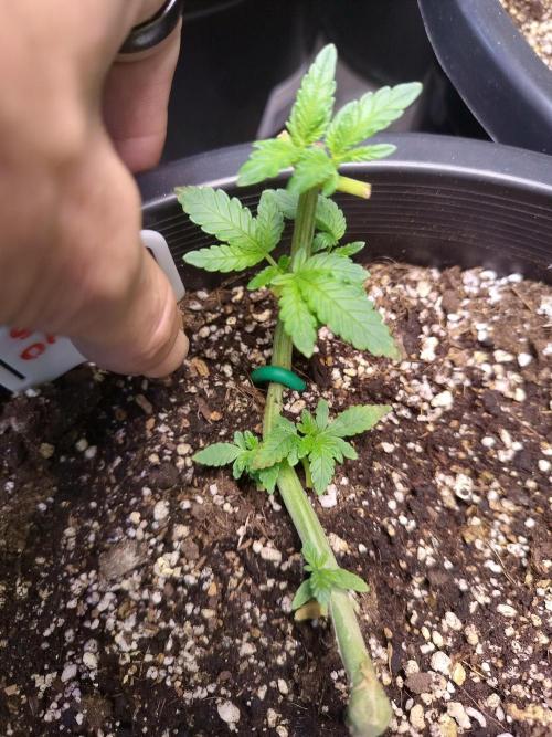 Sleepy Joe Grow. Week 6