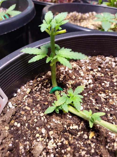 Sleepy Joe Grow. Week 6