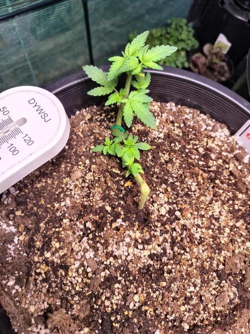 Sleepy Joe Grow. Week 6 - day 39