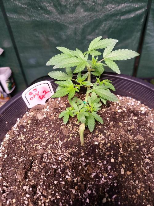 Sleepy Joe Grow. Week 7