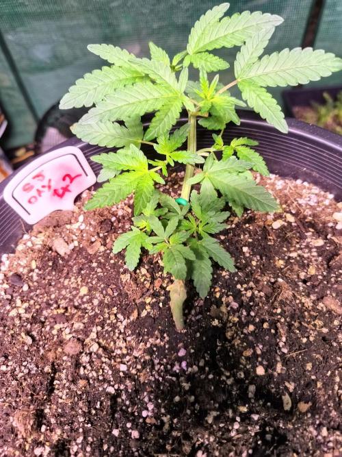 Sleepy Joe Grow. Week 7