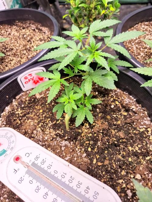 Sleepy Joe Grow. Week 7