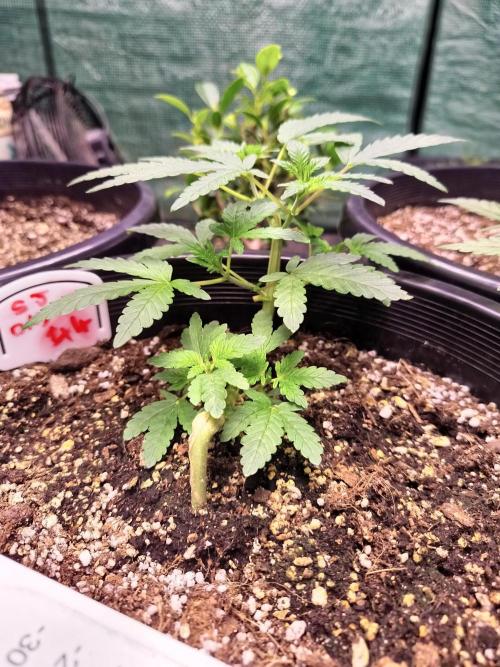 Sleepy Joe Grow. Week 7
