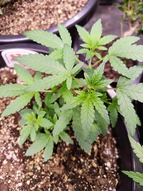 Sleepy Joe Grow. Week 7