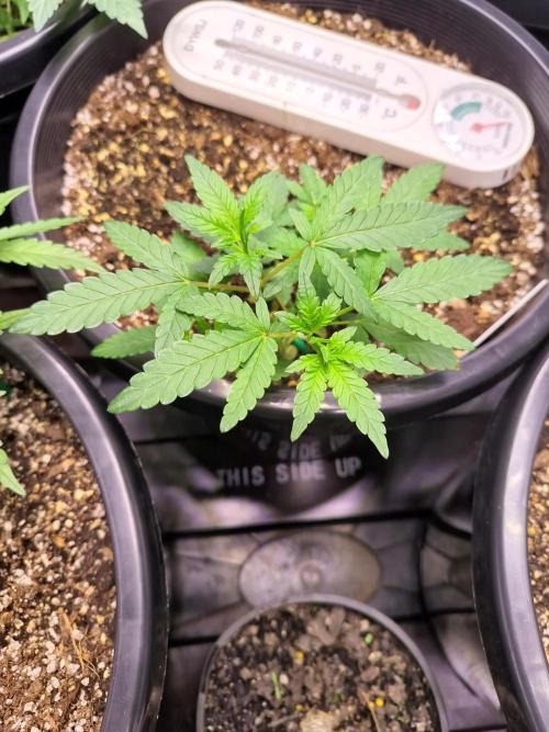 Sleepy Joe Grow. Week 7