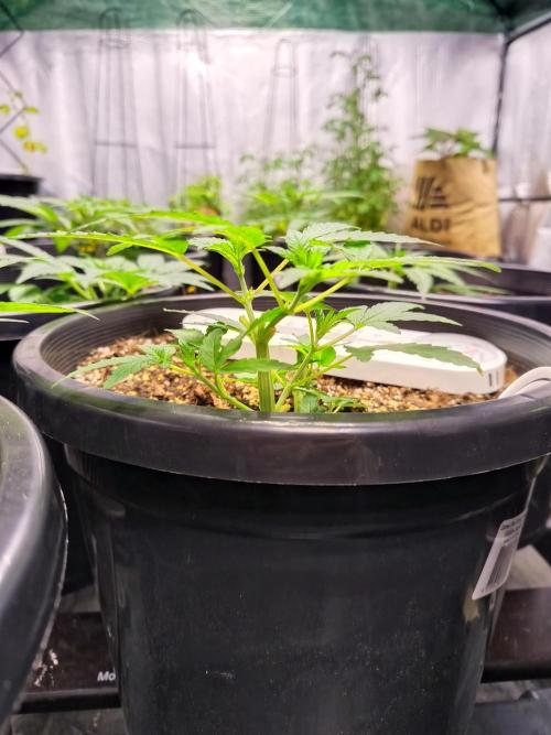 Sleepy Joe Grow. Week 7