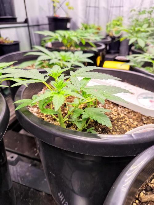 Sleepy Joe Grow. Week 7