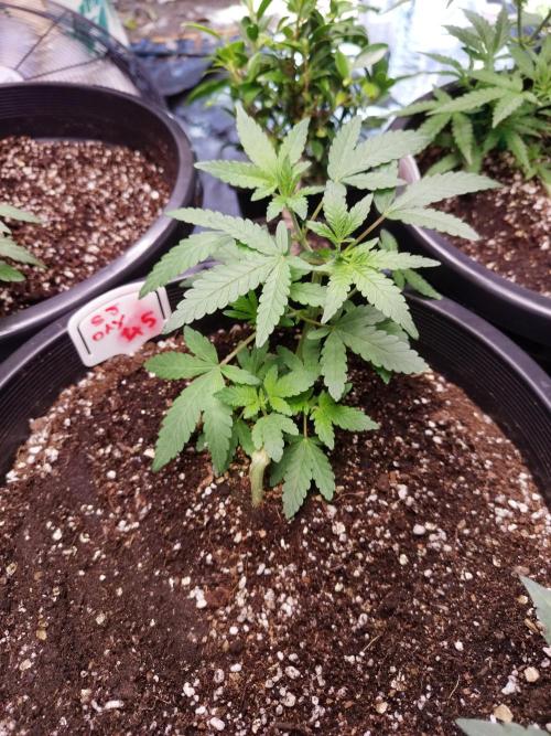 Sleepy Joe Grow. Week 7