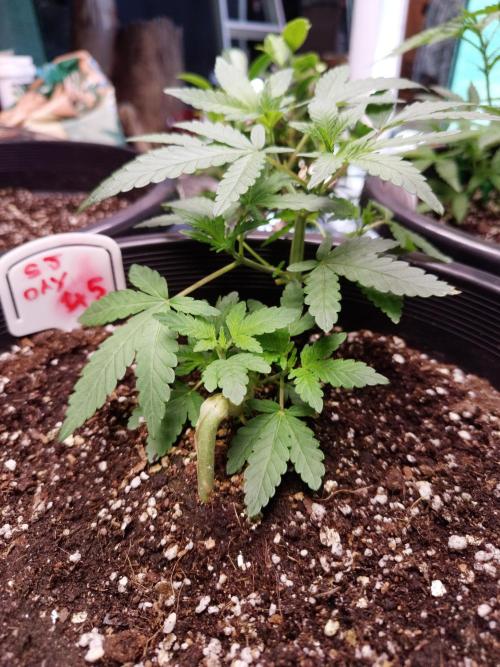 Sleepy Joe Grow. Week 7