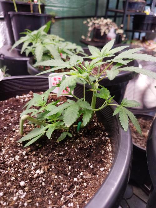 Sleepy Joe Grow. Week 7