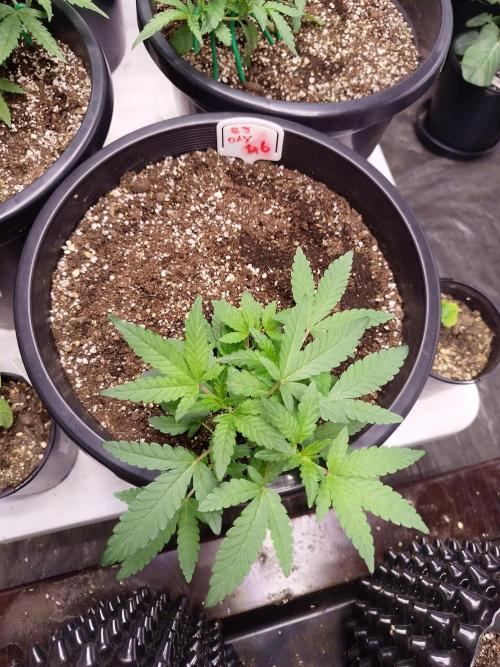 Sleepy Joe Grow. Week 7