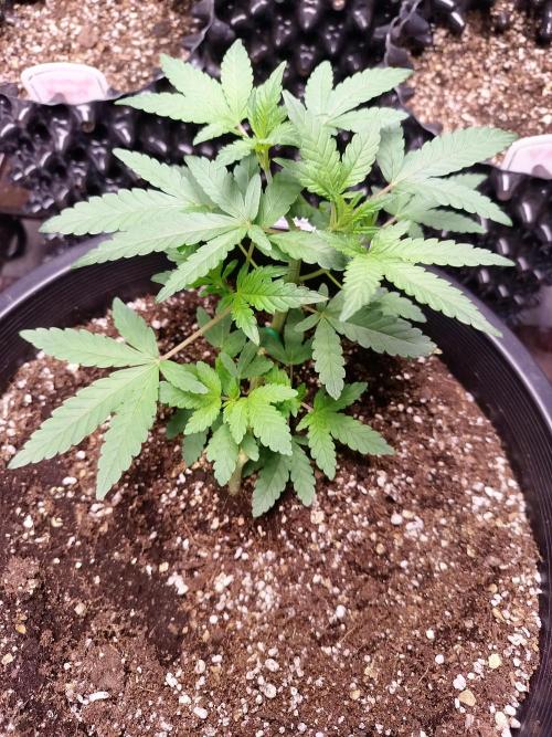 Sleepy Joe Grow. Week 7