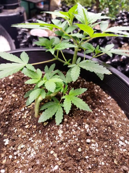 Sleepy Joe Grow. Week 7