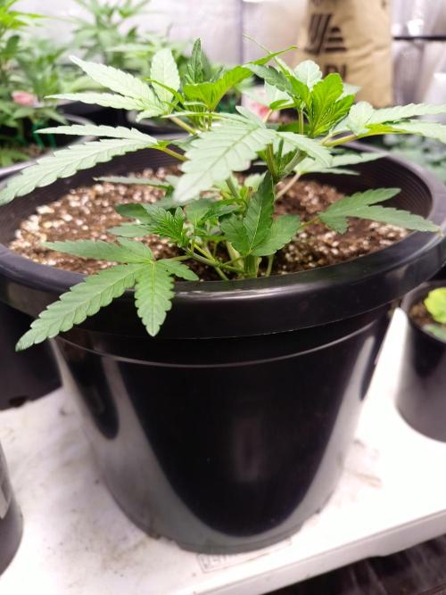 Sleepy Joe Grow. Week 7