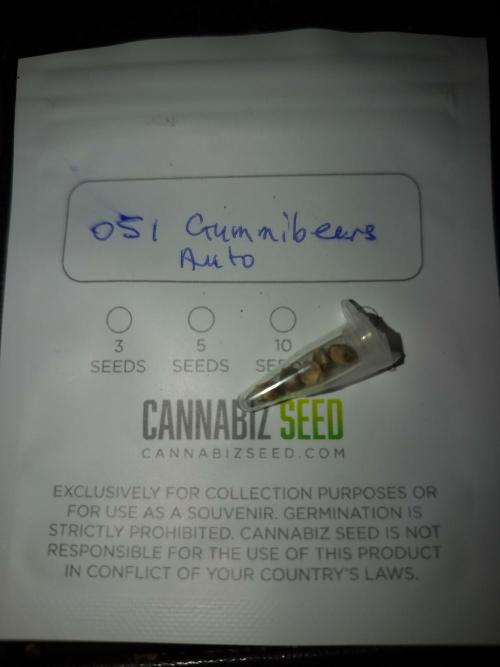 Gummibear auto. Week 0