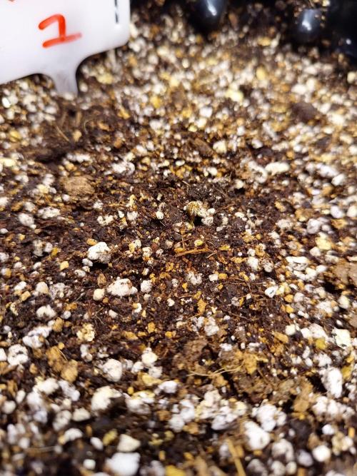 Gummibear auto. Week 0