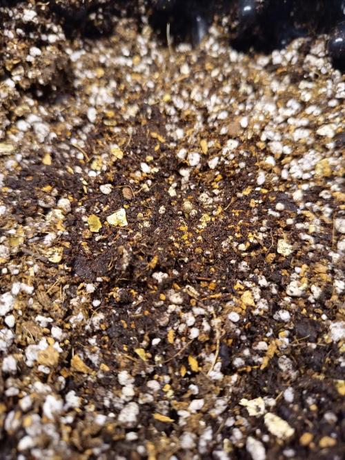Gummibear auto. Week 0