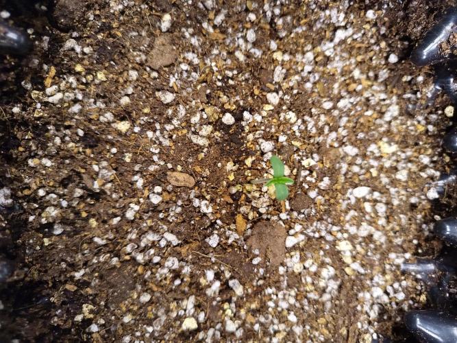 Gummibear auto. Week 0