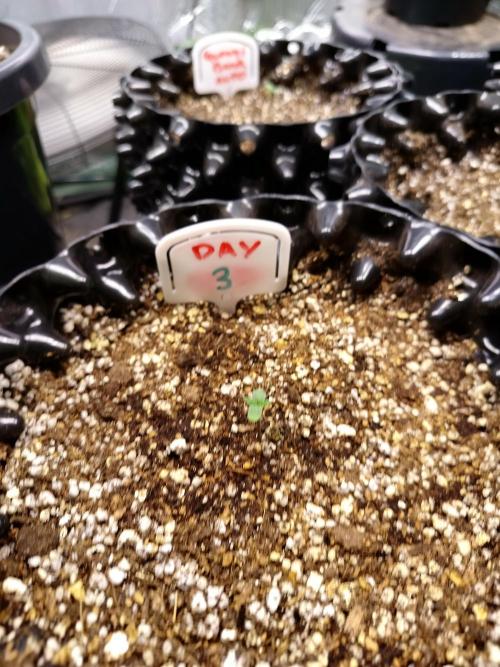 Gummibear auto. Week 0