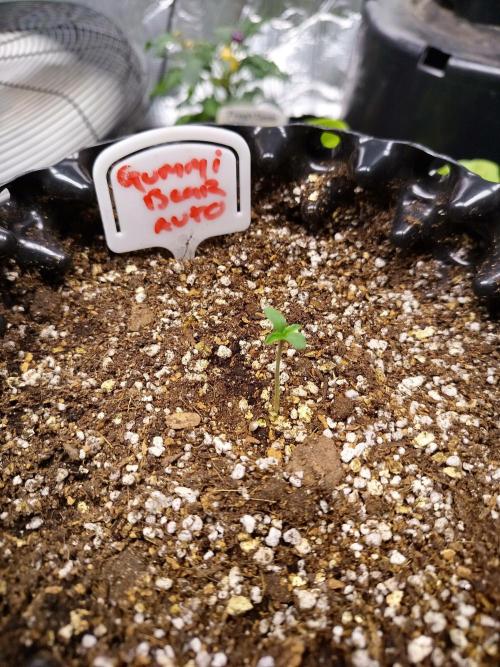Gummibear auto. Week 0