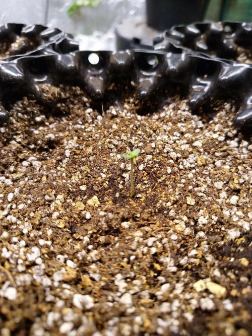 Gummibear auto. Week 0