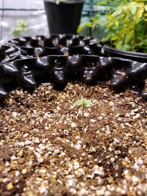 Gummibear auto. Week 0